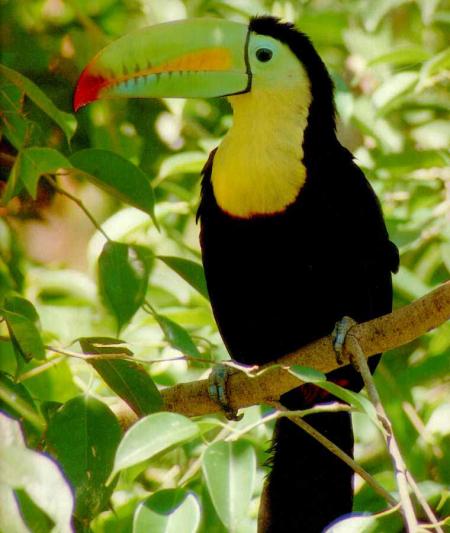 --- Le toucan ---